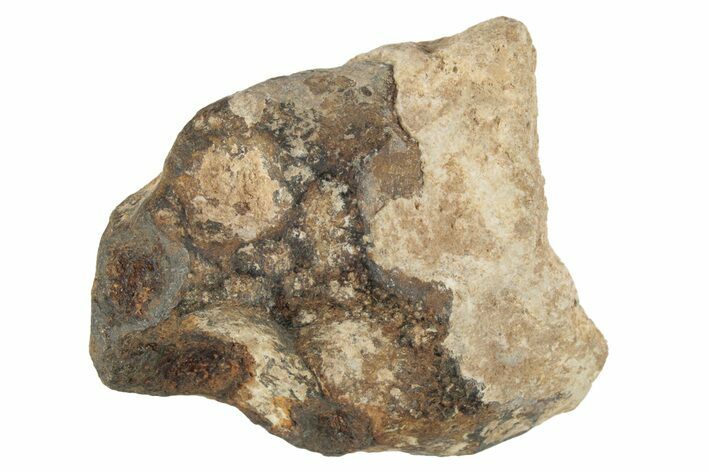 Agoudal Iron Meteorite ( g) - Morocco #245599